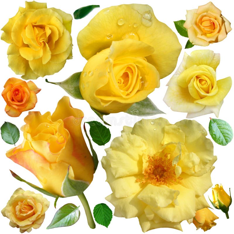 Las floraciones de las rosas amarillas aisladas sobre el fondo blanco imágenes de archivo libres de regalías Las floraciones de las rosas amarillas aisladas sobre el fondo blanco imágenes de archivo libres de regalías