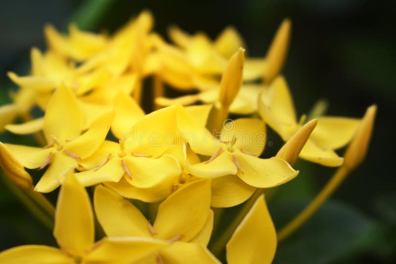 Las flores amarillas del punto de Ixora spp florecen en jardines hermosos foto de archivo Las flores amarillas del punto de Ixora spp florecen en jardines hermosos foto de archivo