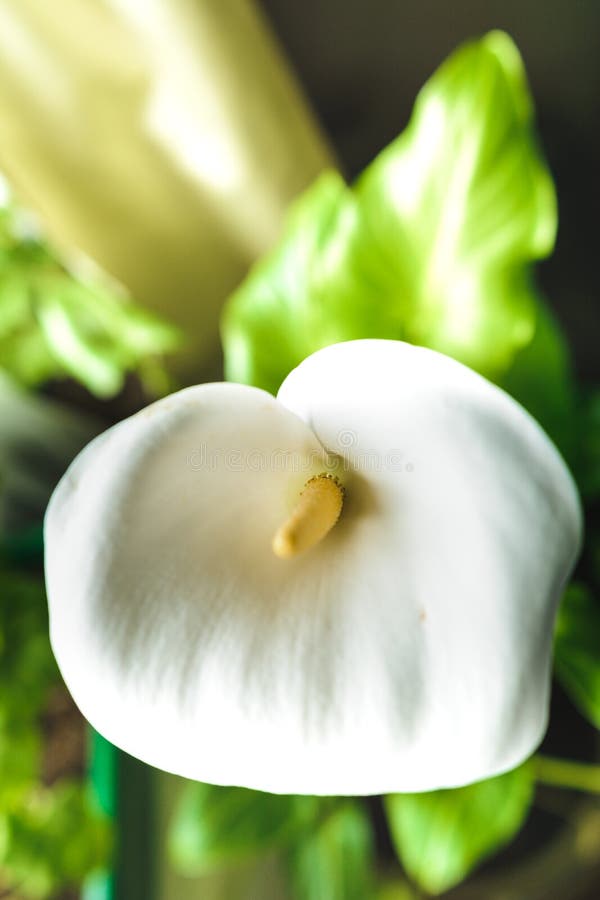 Las Flores Blancas De Las Calas Cierran La Maceta En La Casa Imagen de  archivo - Imagen de curva, aroma: 174038755