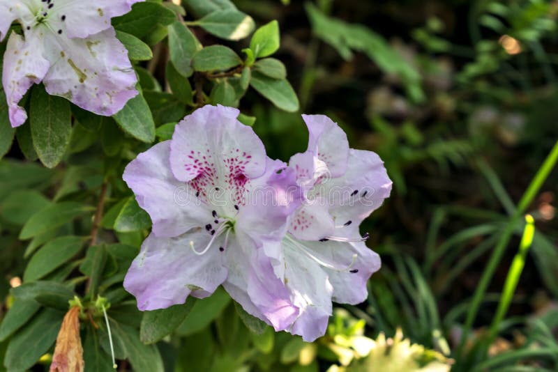 Las Flores Blancas De La Azalea India En La Floraci?n Imagen de archivo -  Imagen de azaleas, tipo: 146524239