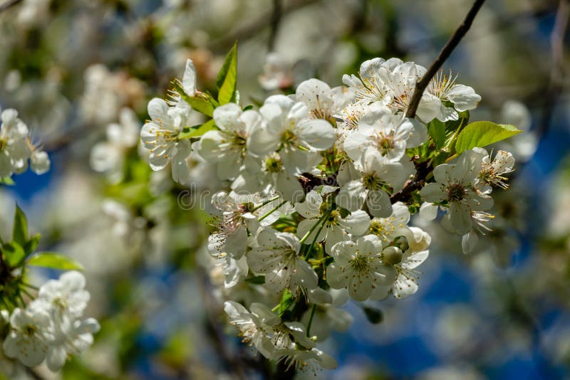Las flores blancas de la cereza florecen contra la perspectiva del cielo azul Muchas flores blancas en jardín de la primavera fotografía de archivo libre de regalías Las flores blancas de la cereza florecen contra la perspectiva del cielo azul Muchas flores blancas en jardín de la primavera fotografía de archivo libre de regalías