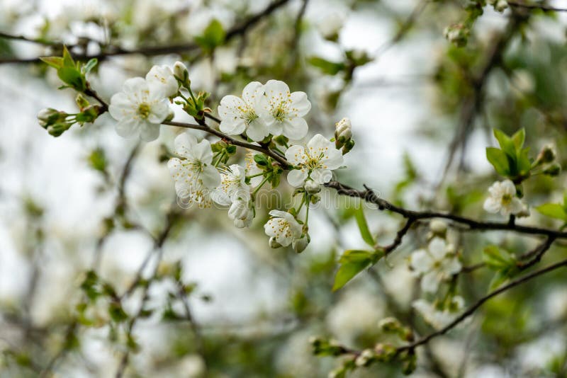 Las flores blancas de la cereza florecen contra la perspectiva del cielo fotografía de archivo libre de regalías Las flores blancas de la cereza florecen contra la perspectiva del cielo fotografía de archivo libre de regalías