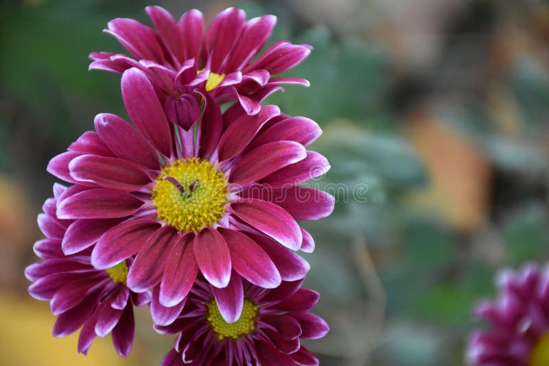 Las Flores Coloridas Muy Bonitas Del Otoño Se Cierran Para Arriba Foto de  archivo - Imagen de plantas, blanco: 132114826