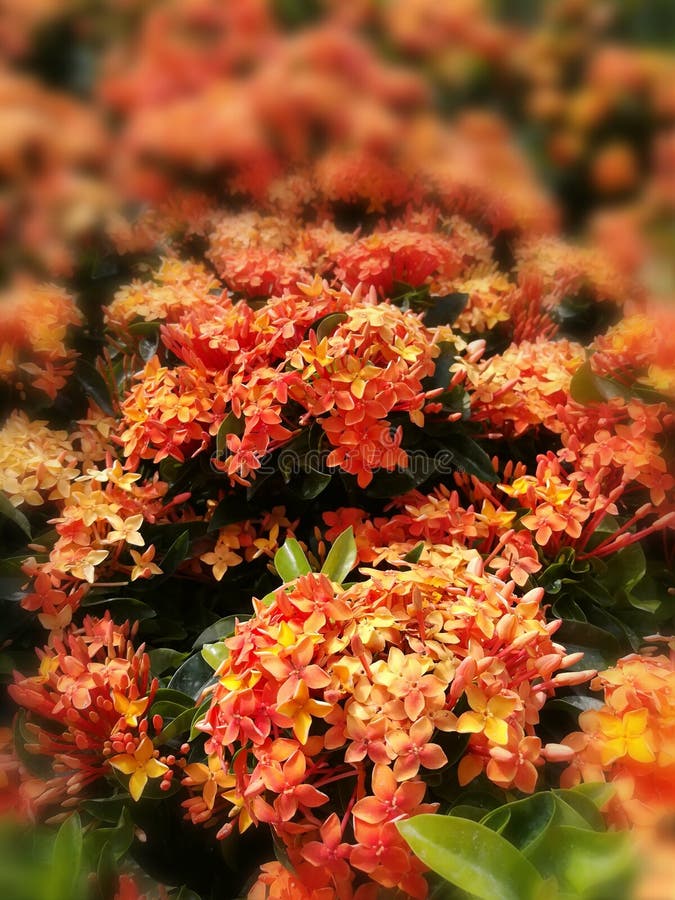 Las flores cultivan un huerto fondo anaranjado del viaje del verano que viajan los días de fiesta naturales viaje foto de archivo Las flores cultivan un huerto fondo anaranjado del viaje del verano que viajan los días de fiesta naturales viaje foto de archivo