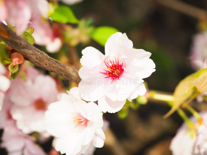 Las flores de cerezo hermosas atraen a turistas en Jap?n fotos de archivo Las flores de cerezo hermosas atraen a turistas en Jap?n fotos de archivo