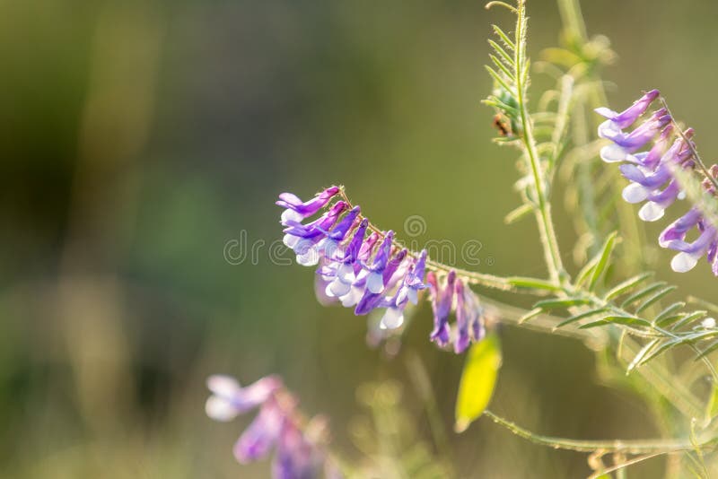 Las flores de la arveja se cierran para arriba en el campo El guisante salvaje florece el flor fotos de archivo libres de regalías Las flores de la arveja se cierran para arriba en el campo El guisante salvaje florece el flor fotos de archivo libres de regalías