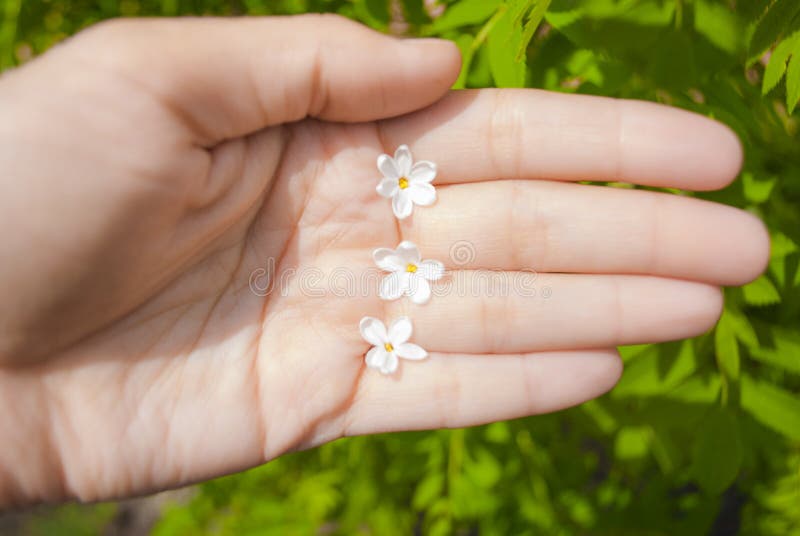 Las flores de la lila con cinco pétalos son un símbolo de la buena suerte imágenes de archivo libres de regalías Las flores de la lila con cinco pétalos son un símbolo de la buena suerte imágenes de archivo libres de regalías