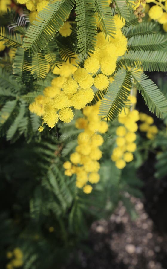 Las flores de la mimosa amarilla florecieron en primavera con las hojas verdes fotografía de archivo libre de regalías Las flores de la mimosa amarilla florecieron en primavera con las hojas verdes fotografía de archivo libre de regalías