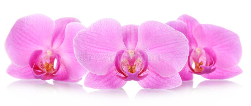 Las flores de la orquídea imagen de archivo libre de regalías Las flores de la orquídea imagen de archivo libre de regalías