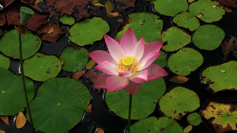 Las flores de Lotus florecen del lago negro y del lago imágenes de archivo libres de regalías Las flores de Lotus florecen del lago negro y del lago imágenes de archivo libres de regalías