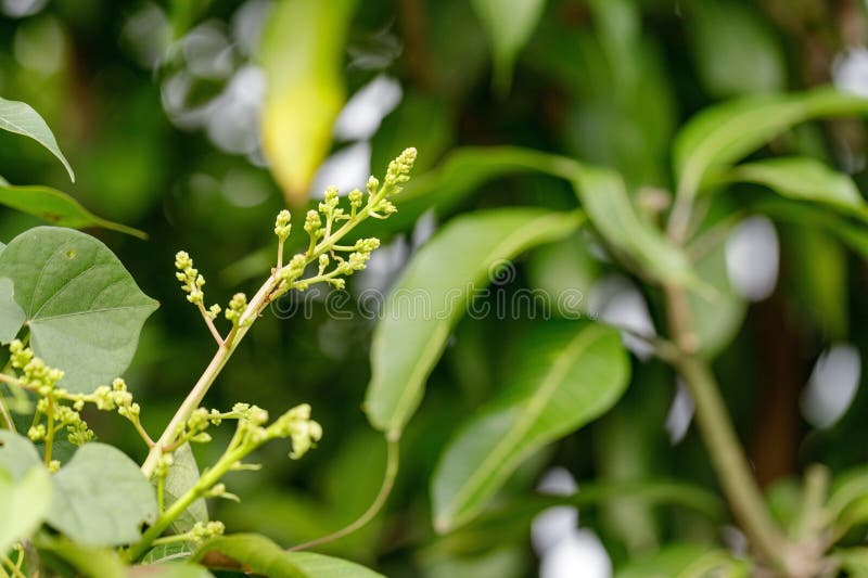 Las flores de mango florecen antes de fructificar el ramo de mango de flor de mango florece en la naturaleza fotos de archivo