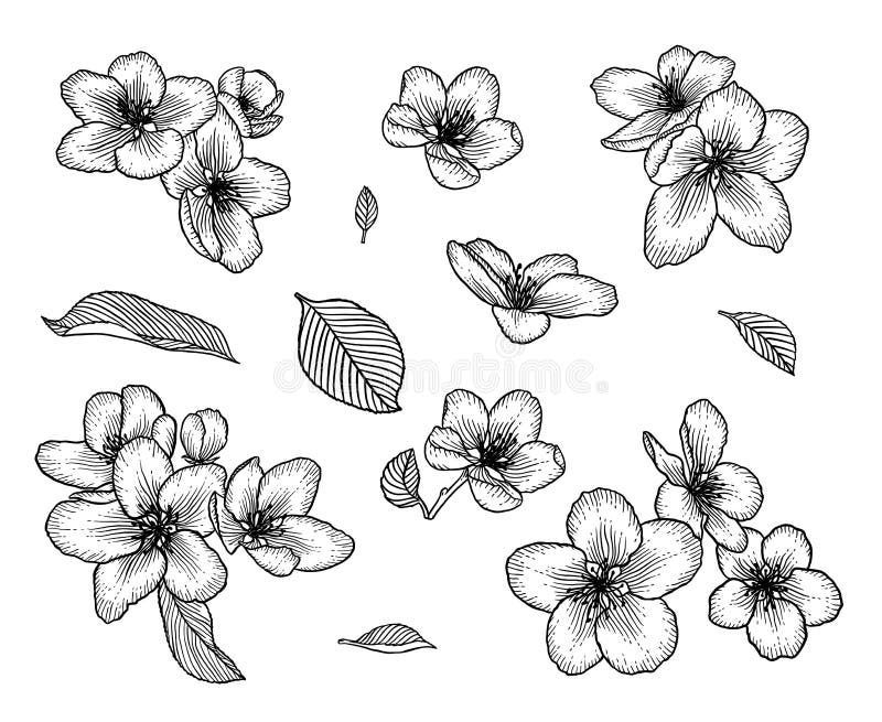 Las flores florecientes del manzano dan el sistema exhausto del ejemplo stock de ilustración Las flores florecientes del manzano dan el sistema exhausto del ejemplo stock de ilustración