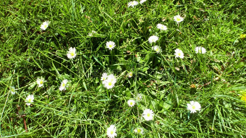 Las flores hermosas son creación del natura de la naturaleza fotografía de archivo libre de regalías Las flores hermosas son creación del natura de la naturaleza fotografía de archivo libre de regalías