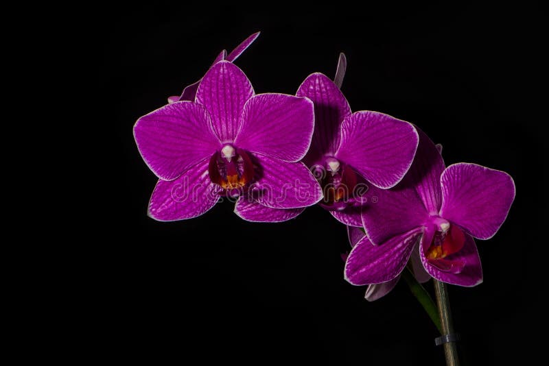 Las flores preferidas son orquídeas se dirigen fauna fotos de archivo Las flores preferidas son orquídeas se dirigen fauna fotos de archivo