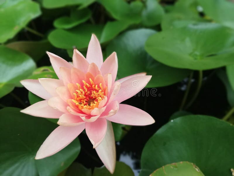 Las flores rosadas están en la piscina con la hoja del loto como el fondo imagen de archivo Las flores rosadas están en la piscina con la hoja del loto como el fondo imagen de archivo