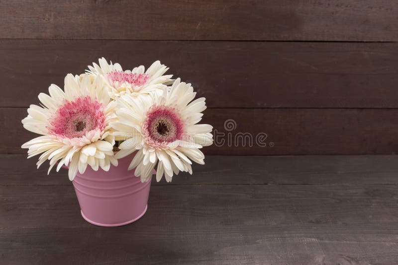 Gerbera En La Maceta Fotos de stock - Fotos libres de regalías de Dreamstime