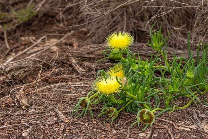 Las flores salvajes amarillas se cierran para arriba, suculento Hardy Yellow Ice Plant en flor fotografía de archivo Las flores salvajes amarillas se cierran para arriba, suculento Hardy Yellow Ice Plant en flor fotografía de archivo