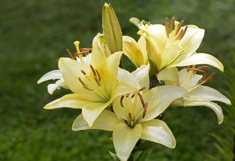 Las Flores Son Lirios Asiáticos Amarillos Imagen de archivo - Imagen de  amarillo, planta: 153971275