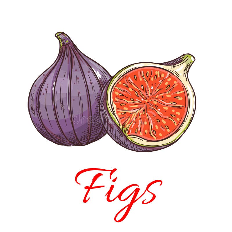 Las frutas de los higos aislaron el icono botánico ilustración del vector Las frutas de los higos aislaron el icono botánico ilustración del vector