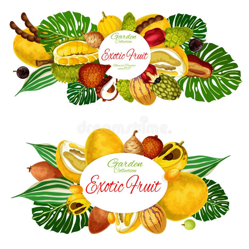 Las frutas tropicales exóticas cultivan la cosecha del mercado ilustración del vector Las frutas tropicales exóticas cultivan la cosecha del mercado ilustración del vector