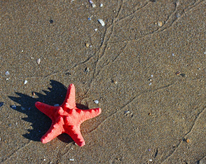 Las grandes solas estrellas de mar rojas que mienten en el mar tropical varan imagen de archivo libre de regalías Las grandes solas estrellas de mar rojas que mienten en el mar tropical varan imagen de archivo libre de regalías
