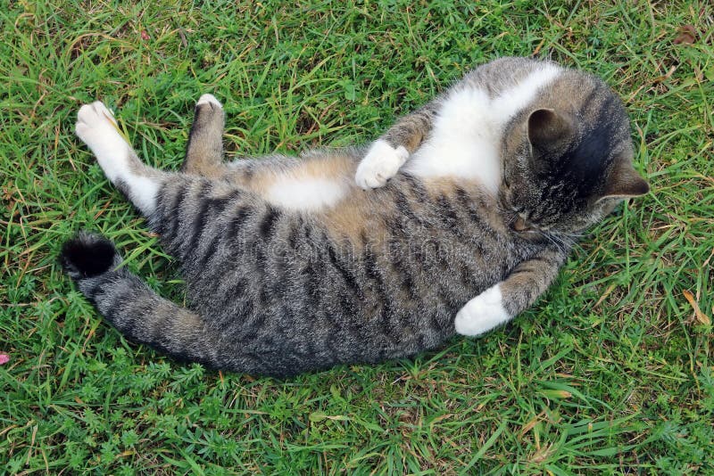Las hembras del gato presentan adentro durante estro y la probabilidad del máximo de sea fotografía de archivo Las hembras del gato presentan adentro durante estro y la probabilidad del máximo de sea fotografía de archivo