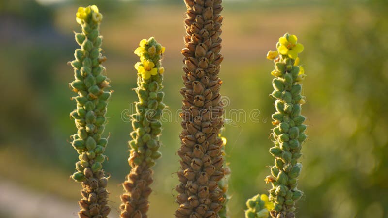 Las hermosas flores verdes de la planta. naturaleza exterior agradable fotos de archivo