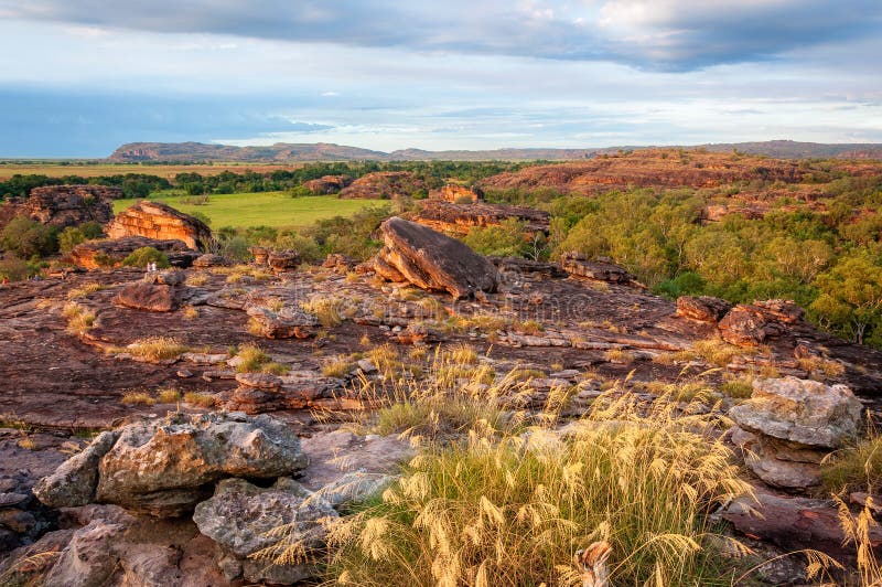 Las hierbas de oro en Ubirr oscilan - Kakadu, Australia foto de archivo Las hierbas de oro en Ubirr oscilan - Kakadu, Australia foto de archivo