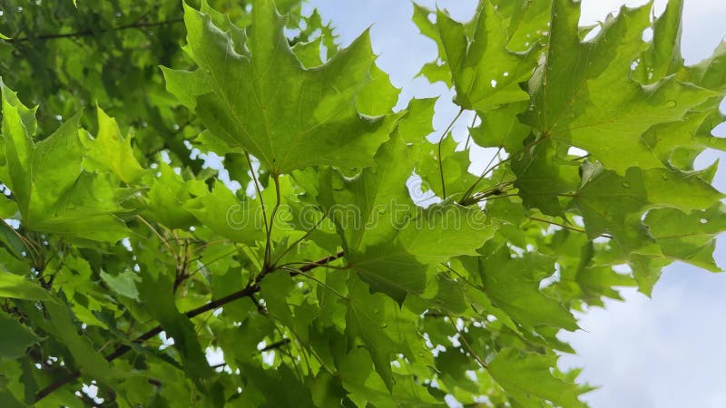 Las hojas de arce verdes crecen bajo el sol de primavera caliente. La primavera trae hojas frescas colores brillantes y nueva vida almacen de metraje de vídeo