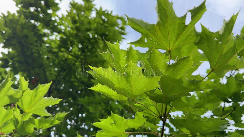 Las hojas de arce verdes crecen bajo el sol de primavera caliente. La primavera trae hojas frescas colores brillantes y nueva vida almacen de metraje de vídeo