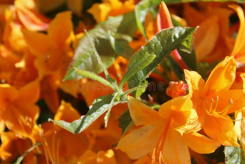 Azalea Con Hojas Rojas En Otoño Las Primeras Heladas, El Clima Frío Invierno  Temprano Concepto De Otoño Imagen de archivo - Imagen de maduro, cubierto:  199949019