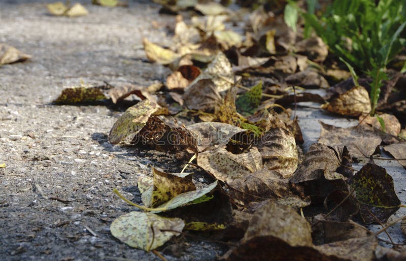 Las hojas de otoño coloridas en el agua azul fría con reflexiones del sol, oro ondulan El concepto de otoño ha venido imagen de archivo libre de regalías Las hojas de otoño coloridas en el agua azul fría con reflexiones del sol, oro ondulan El concepto de otoño ha venido imagen de archivo libre de regalías