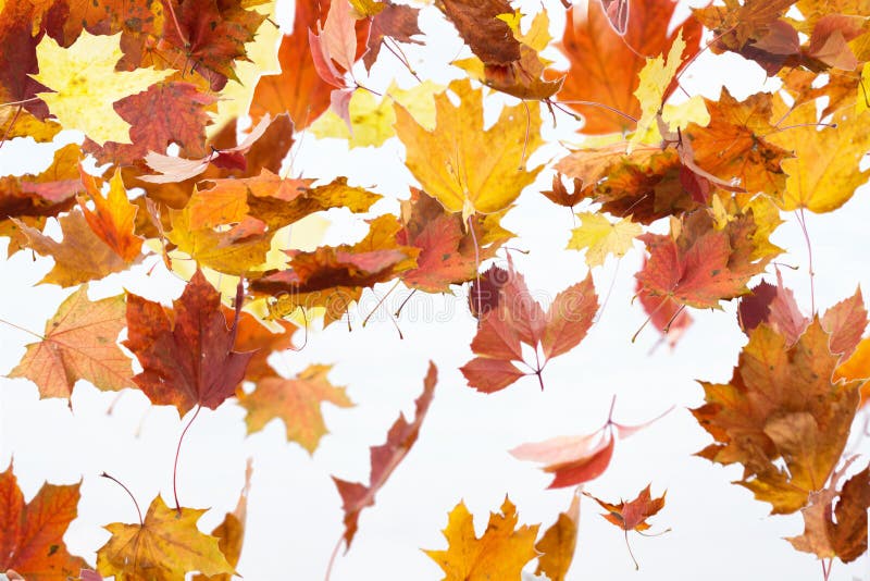 349 Las Hojas Están Cayendo Fotos de stock Fotos libres de regalías