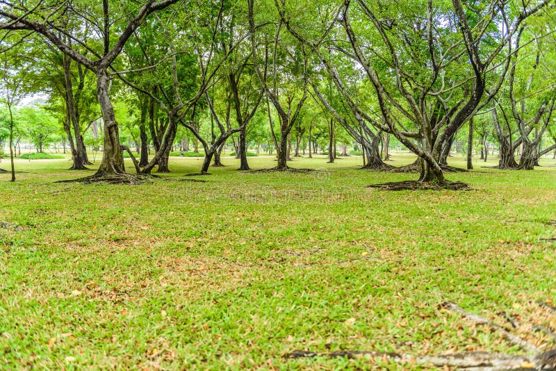 Green leaves of banyan tree root and texture of bark in public park. Green leaves of banyan tree root and texture of bark in public park