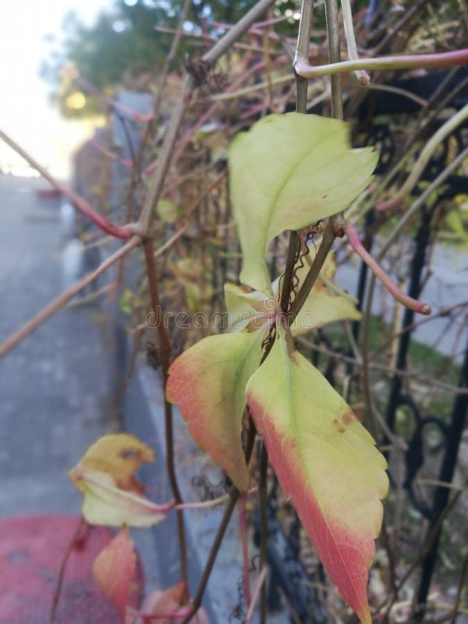 Las hojas marchitadas y marchitadas, y el viento del otoño es fuertes imagenes de archivo Las hojas marchitadas y marchitadas, y el viento del otoño es fuertes imagenes de archivo