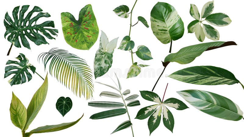 Las hojas tropicales variaron el aislador fijado las plantas exóticas de la naturaleza del follaje imagen de archivo Las hojas tropicales variaron el aislador fijado las plantas exóticas de la naturaleza del follaje imagen de archivo