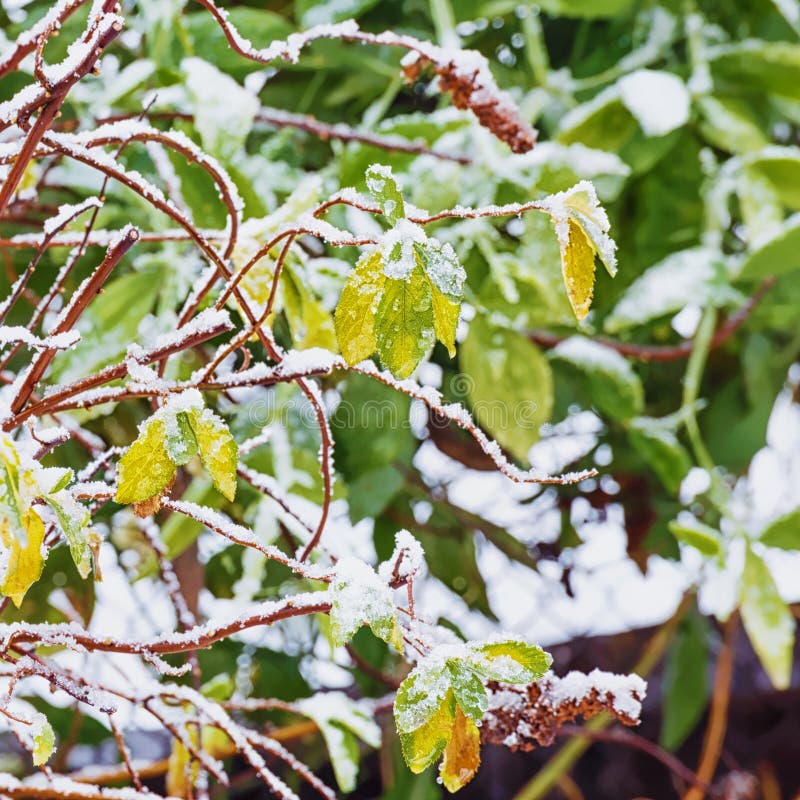 Las hojas verdes y amarillas del arbusto debajo de la primera nieve Fondo Concepto del foco foto de archivo libre de regalías Las hojas verdes y amarillas del arbusto debajo de la primera nieve Fondo Concepto del foco foto de archivo libre de regalías