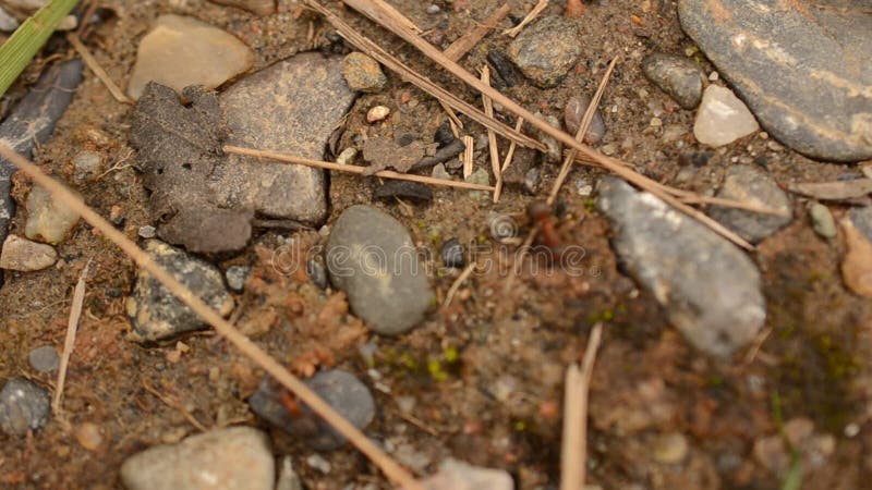 Las hormigas de trabajo duras que vagaban en bosque molieron en verano