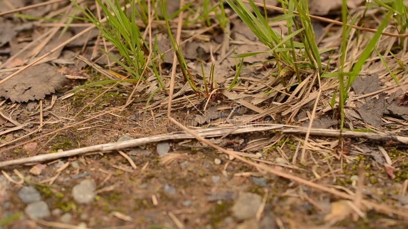 Las hormigas de trabajo duras que vagaban en bosque molieron en vídeo del primer del verano