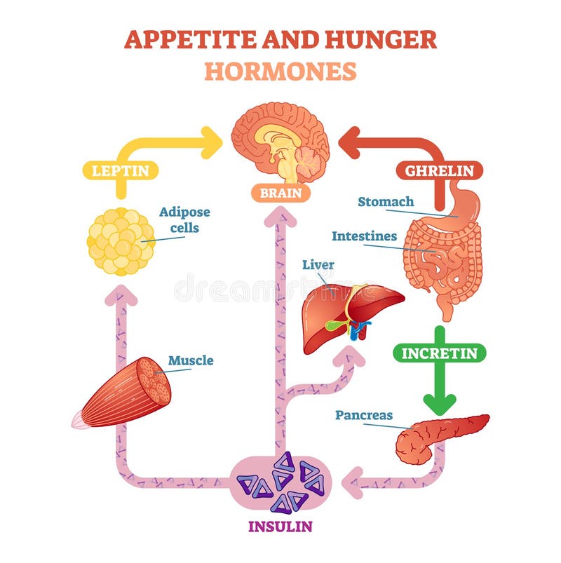 Las hormonas del apetito y del hambre vector el ejemplo del diagrama, esquema educativo gráfico Información médica educativa libre illustration Las hormonas del apetito y del hambre vector el ejemplo del diagrama, esquema educativo gráfico Información médica educativa libre illustration