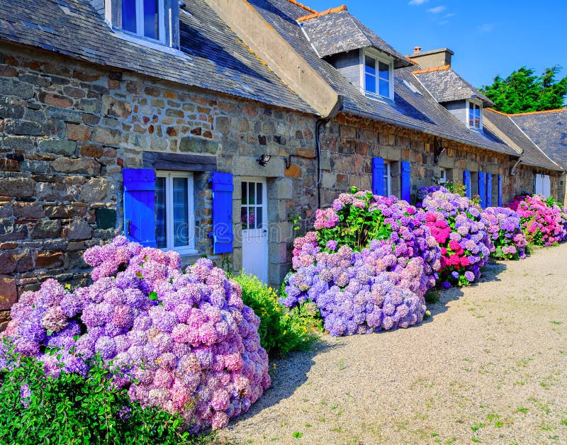 Colorful Hydrangeas flowers decorating traditional stone houses in a small village, Brittany, France. Colorful Hydrangeas flowers decorating traditional stone houses in a small village, Brittany, France