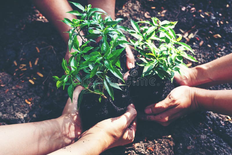 Las manos combinan el trabajo y a la familia que sostienen las plántulas en el suelo árido y el suelo agrietado del tierra o muer imagenes de archivo Las manos combinan el trabajo y a la familia que sostienen las plántulas en el suelo árido y el suelo agrietado del tierra o muer imagenes de archivo