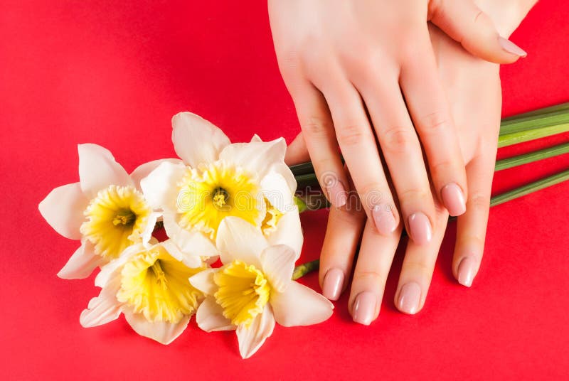 Las manos de la muchacha con color natural beige de los clavos en narciso amarillo florecen fotografía de archivo Las manos de la muchacha con color natural beige de los clavos en narciso amarillo florecen fotografía de archivo