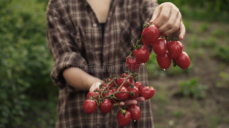 Las manos de la mujer se sostienen en las palmas de los tomates de cereza maduros con descensos del agua en granja en luz de la p almacen de video