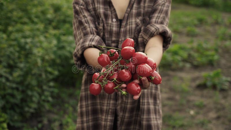 Las manos de la mujer se sostienen en las palmas de los tomates maduros de cerezo con gotas de agua en la granja a la luz del atar metrajes