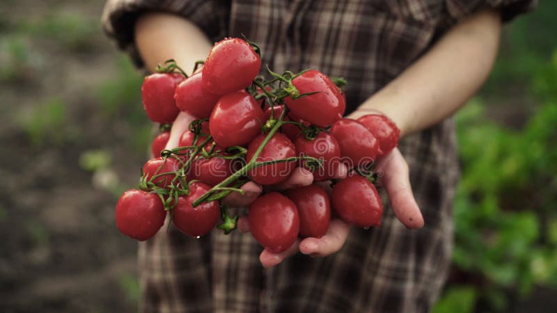 Las manos de las mujeres se sostienen en las palmas de los tomates de cereza maduros con descensos del agua en granja en luz de l almacen de metraje de vídeo