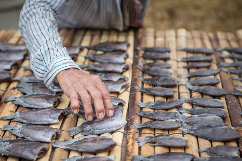 Las manos mantienen los pescados secos en una estera de bambú fotos de archivo libres de regalías Las manos mantienen los pescados secos en una estera de bambú fotos de archivo libres de regalías