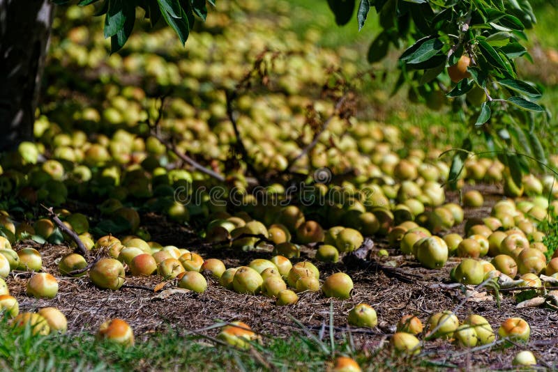 Las manzanas deshicieron mentira en la tierra en una huerta fotos de archivo