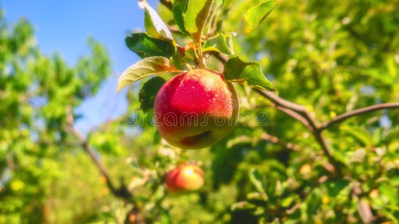 Las manzanas rojas crecen en un árbol en el jardín imagen de archivo libre de regalías Las manzanas rojas crecen en un árbol en el jardín imagen de archivo libre de regalías