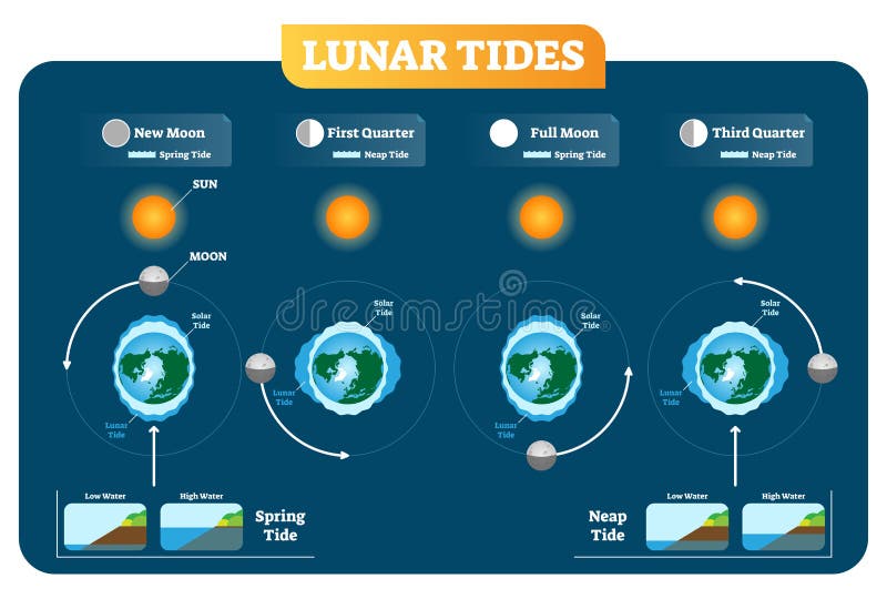 Las mareas lunares y solares vector el cartel del diagrama del ejemplo Marea de la primavera y de marea muerta ilustración del vector Las mareas lunares y solares vector el cartel del diagrama del ejemplo Marea de la primavera y de marea muerta ilustración del vector